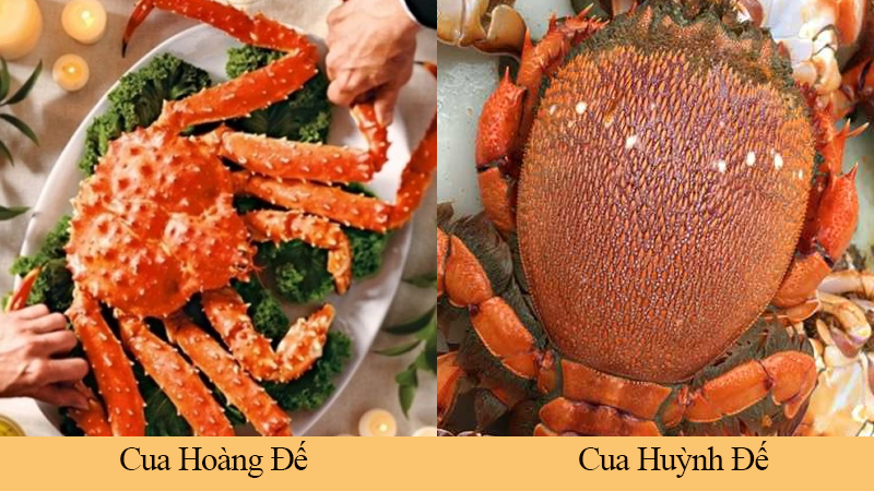 Cua hoàng đế và cua huỳnh đế có hình dáng khác nhau