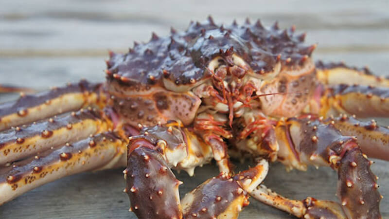 What is king crab? How to distinguish king crab and king crab simply