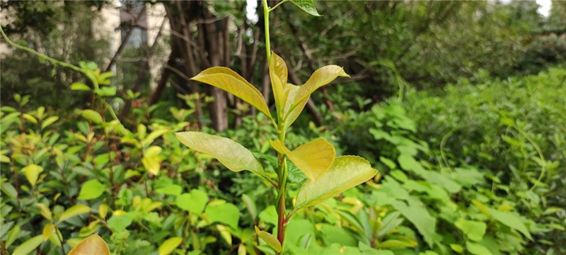 xiaomi_mix_4 xiaomi_mix_4