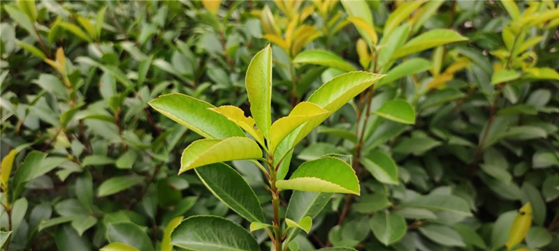 xiaomi_mix_4 xiaomi_mix_4