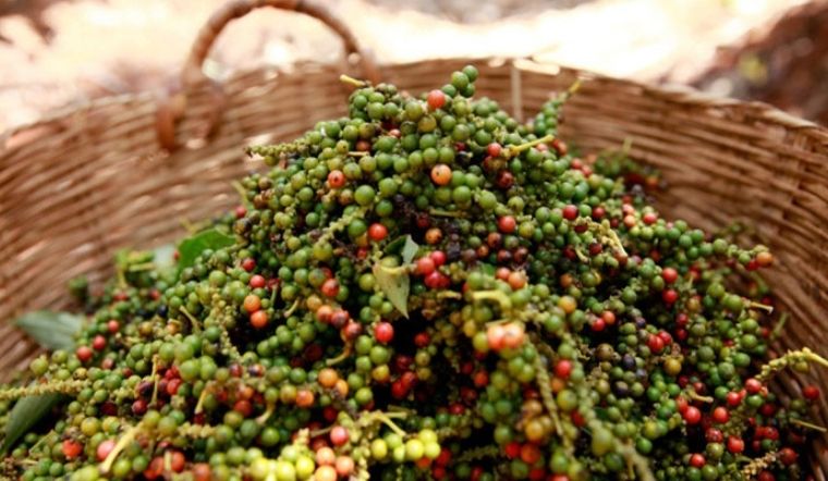 Giá tiêu hôm nay 8/9: Bất ngờ tăng mạnh, lên ngưỡng từ 75.000 - 78.500 đồng/kg