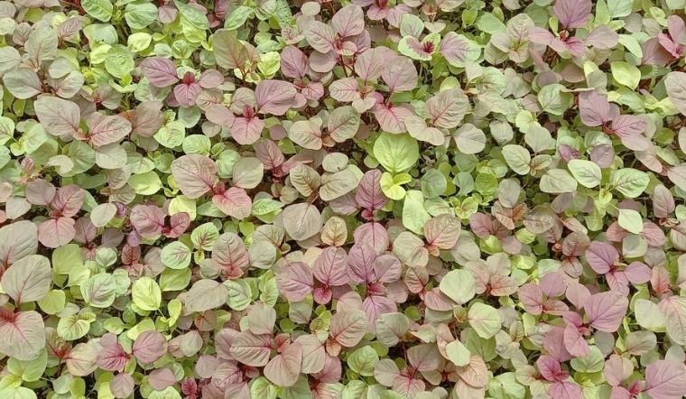Truy xuất nguồn gốc Rau Dền 4KFarm túi 500g ngày 10/09/2021