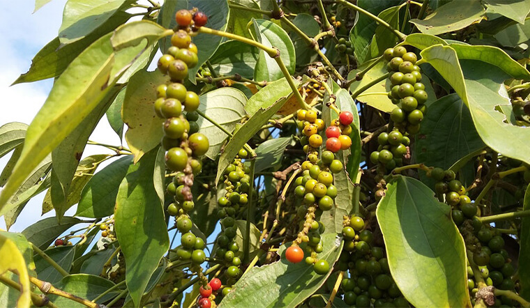 Giá tiêu hôm nay 9/9: Đang trên đà tăng, trung bình là 78.000 đồng/kg