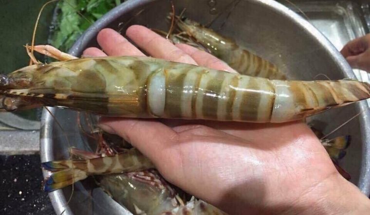 Tôm he là tôm gì? Giá bao nhiêu, mua ở đâu, chế biến món gì ngon?