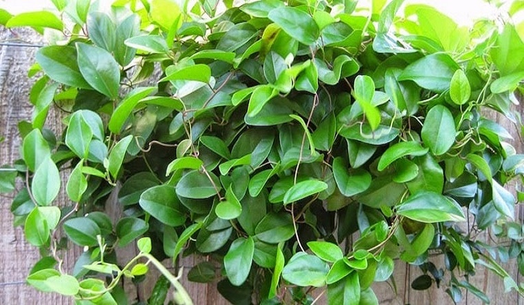 Lá sương sâm là gì? Lá sương sâm có tác dụng gì? Bao nhiêu tiền? Mua ở đâu?
