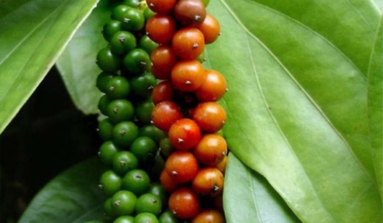 Giá tiêu hôm nay 10/9: Chạm mốc 80.000 đồng/kg sau 4 ngày tăng liên tục