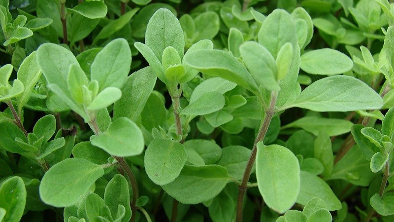 Thành phần dinh dưỡng của marjoram