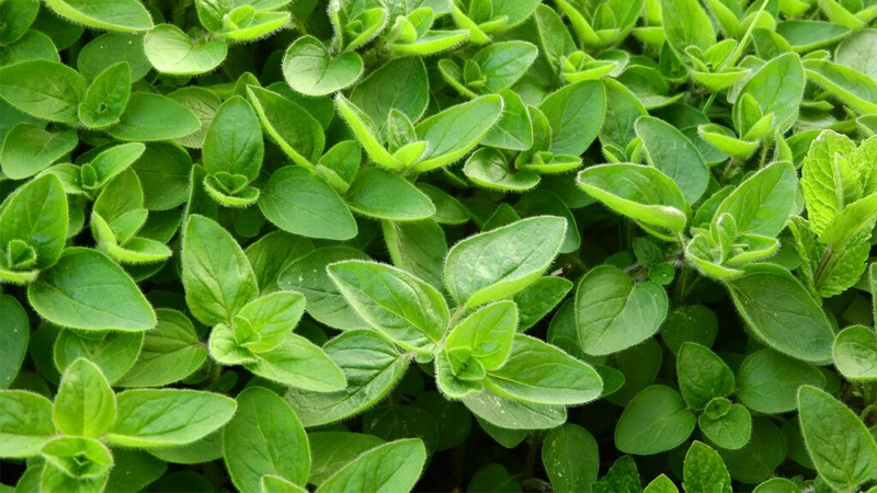 Marjoram có lợi ích chống oxy hóa và chống viêm