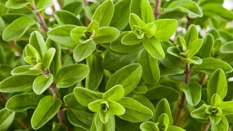 Marjoram có lợi ích hỗ trợ cân bằng nội tiết tố