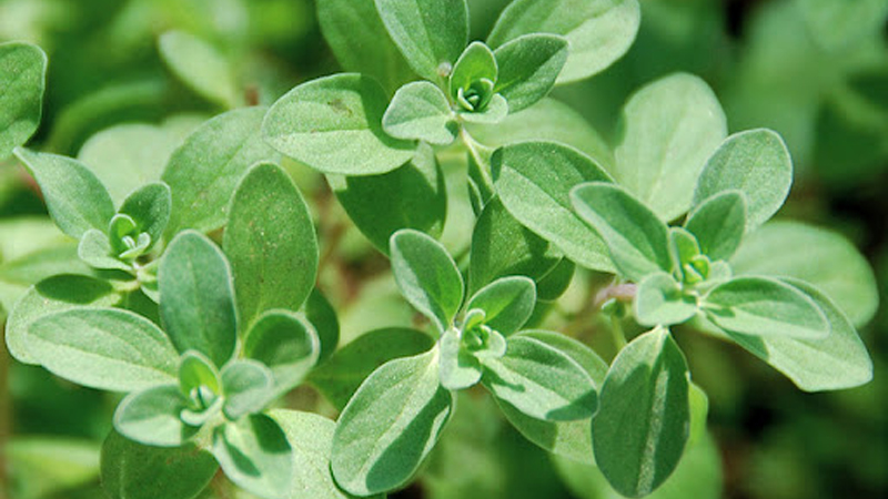 Marjoram có lợi ích đặc tính kháng khuẩn