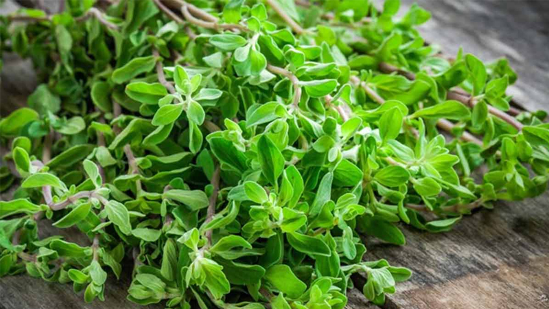 Marjoram có lợi ích dễ dàng thêm vào khi nấu ăn