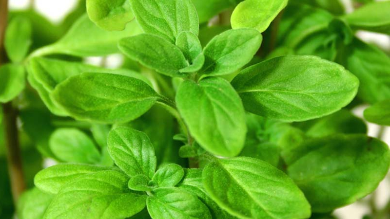 Marjoram có thể tương tác với một số loại thuốc