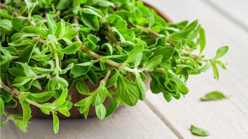 What is Marjoram? Health benefits and effects