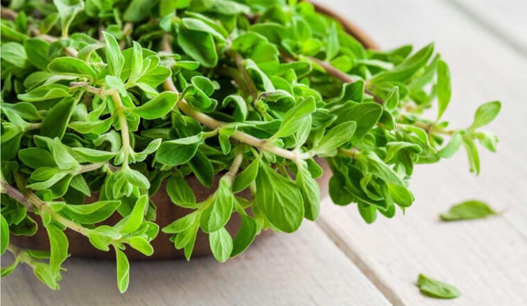 Marjoram là gì? Những lợi ích và tác dụng đối với sức khỏe