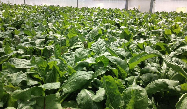 Truy xuất nguồn gốc Cải Cầu Vồng 4KFarm bó 500g ngày 18/09/2021