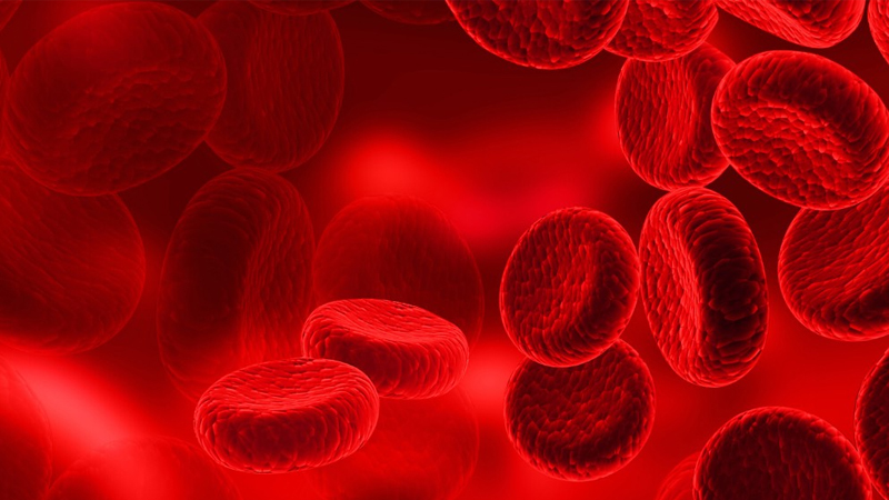 Vitamin B12 giúp tạo hồng cầu, phòng ngừa thiếu máu