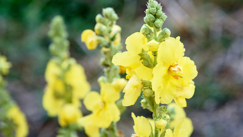 Thảo bản bông vàng Mullein là dược liệu có tính kháng khuẩn cao