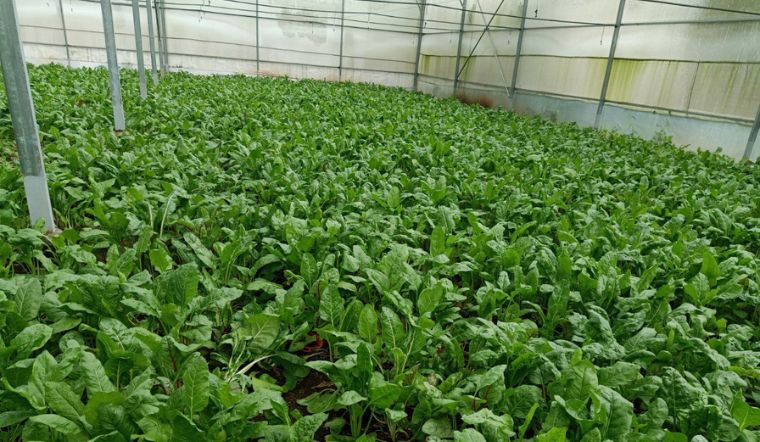 Truy xuất nguồn gốc Cải Cầu Vồng 4KFarm túi 500g ngày 22/09/2021