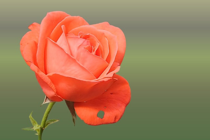 Cách làm hoa hồng bằng vải voan và vải lụa đơn giản làm quà tặng 20/10 > Ý nghĩa của tặng hoa hồng ngày 20/10