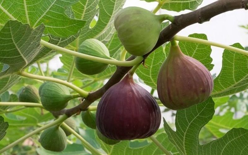 What is a fig? The valuable health benefits of figs