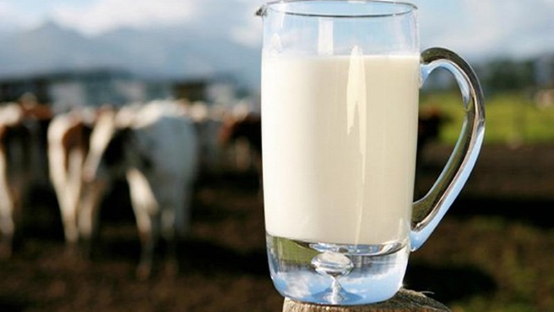 Loại sữa tươi tốt nhất để thực hiện làm các món phô mai là sữa bò tươi