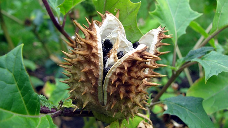 Cà độc dược là loài cây phổ biến thuộc nhóm quả khô nẻ mở hủy vách
