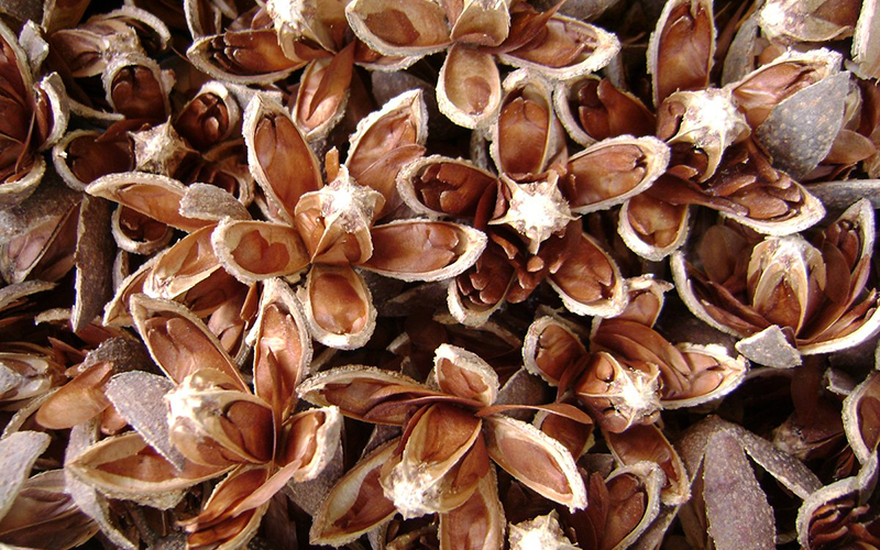 Cedrela fissilis là cây đặc trưng thuộc nhóm quả khô mở hủy thực giá noãn
