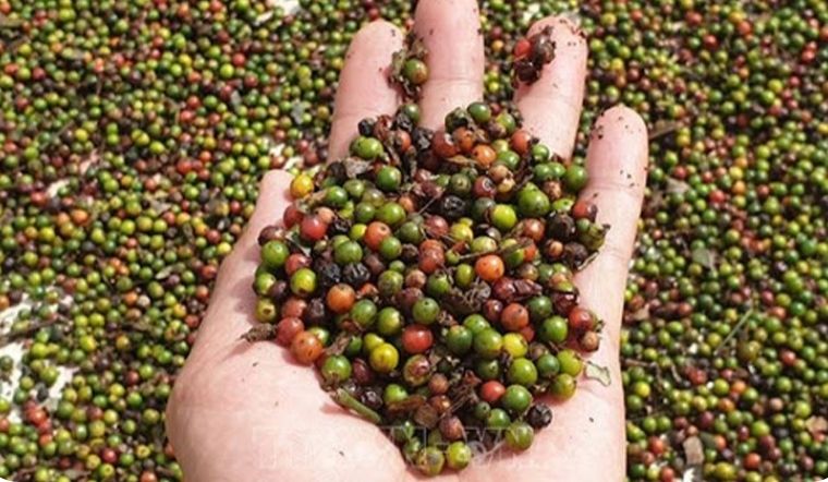 Giá tiêu hôm nay 22/09/2021: Dao động trong khoảng 76.500 - 81.000 đồng/kg