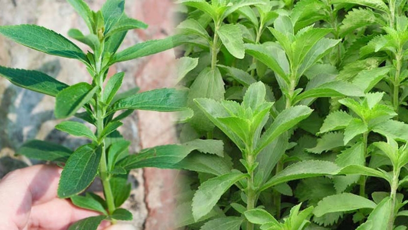 Những lưu ý khi sử dụng thảo mộc stevia