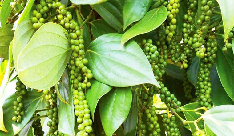 Giá tiêu hôm nay 23/09/2021: Dao động trong khoảng 77.000 - 81.000 đồng/kg