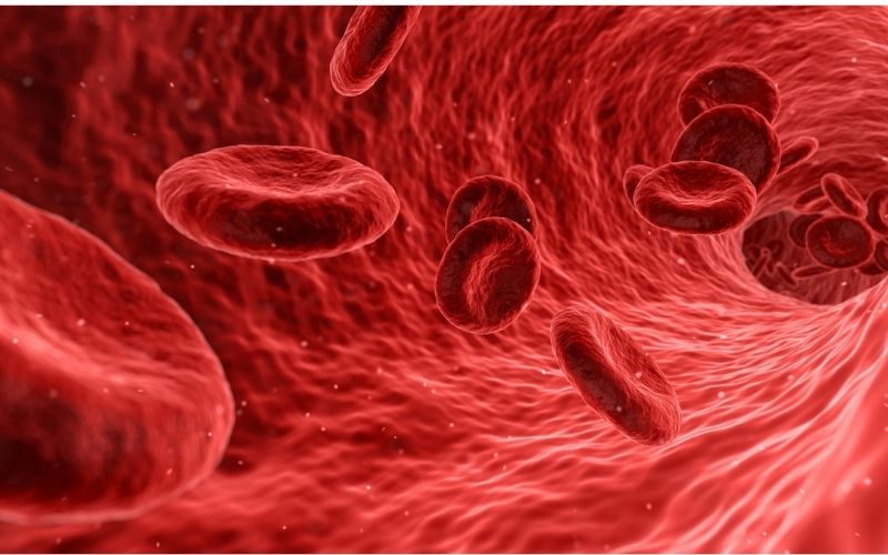 Sắt là thành phần chính trong hemoglobin-một protein của tế bào hồng cầu