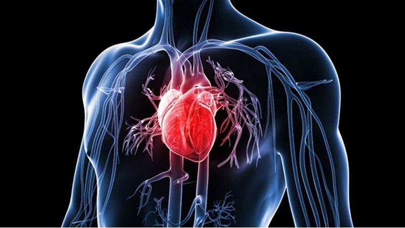 Vitamin K2 ngăn ngừa các bệnh lý tim mạch 