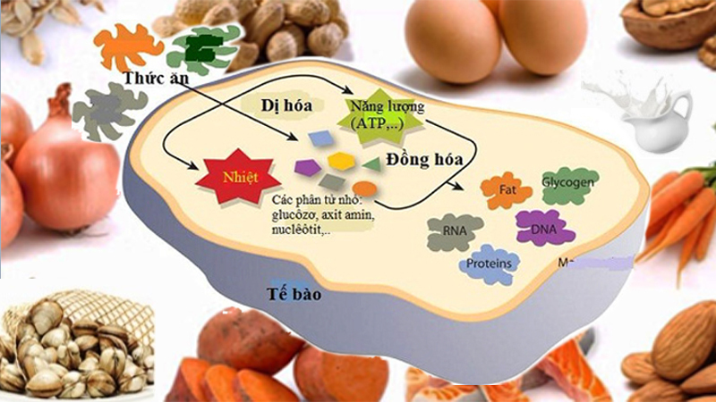 Vitamin B12 ảnh hưởng đến chất béo trong cơ thể và sự trao đổi chất