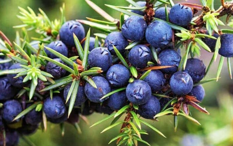 What is juniper berries? The amazing uses of juniper berries