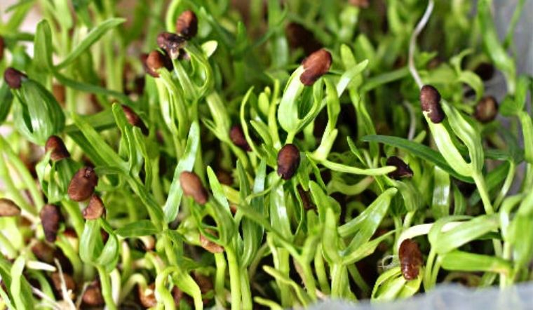 Trồng rau mầm sạch tại nhà bằng khăn giấy cực dễ, một phát ăn ngay