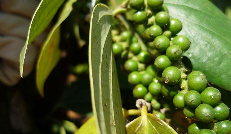 Giá tiêu hôm nay 24/09/2021: Dao động trong khoảng 77.000 - 81.000 đồng/kg