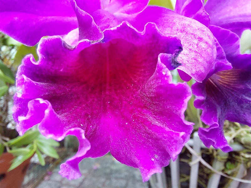 Mình có thể thấy từng đường vân trên cánh hoa. Mình có thể thấy từng đường vân trên cánh hoa.