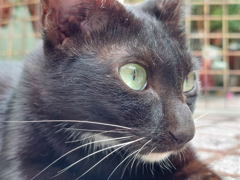 Thậm chí là từng sợi lông trên khuôn mặt của chú mèo này cũng được Galaxy A52s 5G tái hiện rất tốt. Thậm chí là từng sợi lông trên khuôn mặt của chú mèo này cũng được Galaxy A52s 5G tái hiện rất tốt.