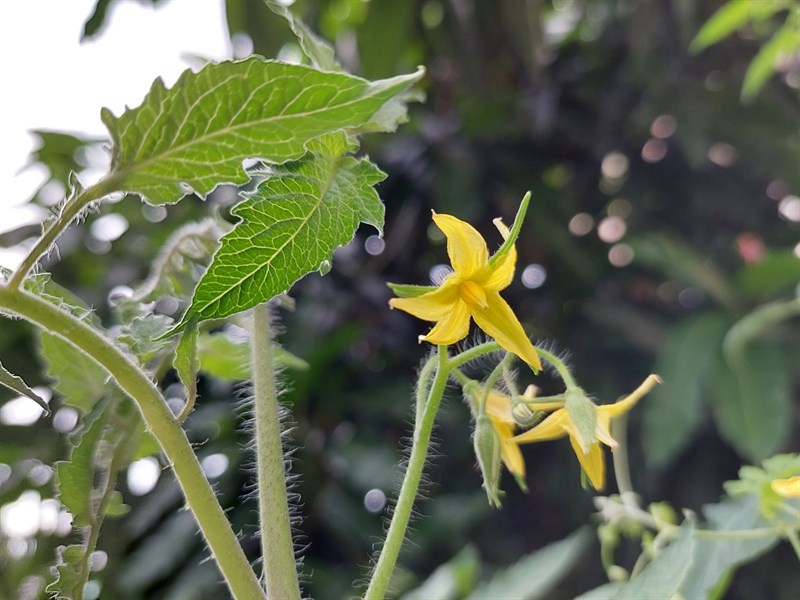 Ảnh chụp xóa phông trong điều kiện đủ sáng của Galaxy A52s 5G. Ảnh chụp xóa phông trong điều kiện đủ sáng của Galaxy A52s 5G.