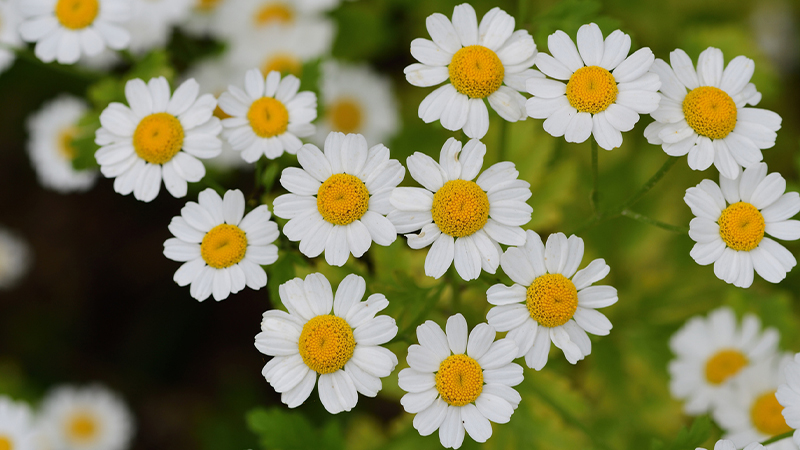 Chữa ửng đỏ bằng Feverfew