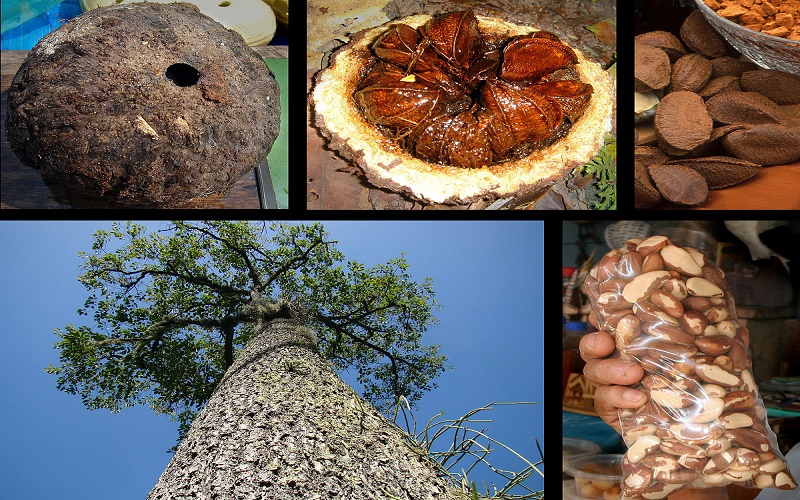 Brazil Nuts được thu hoạch từ cây Bertholletia Excelsa
