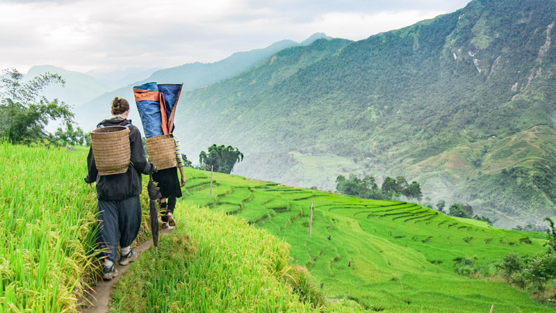 Actiso là gì? Tác dụng, cách dùng, tác dụng phụ của Actiso