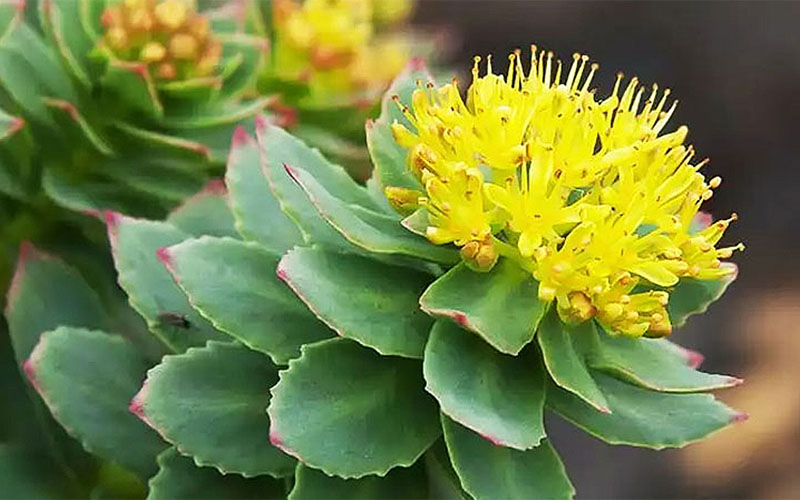 Rhodiola là gì? Tác dụng của Rhodiola Rosea đối với sức khỏe