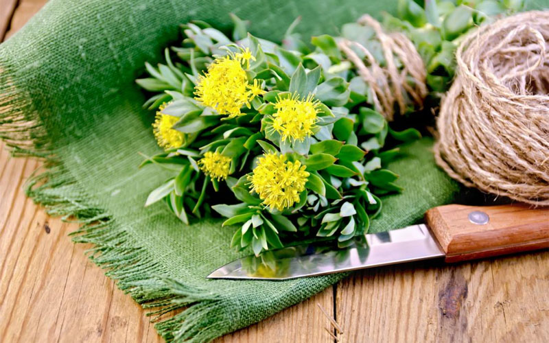 Rhodiola Rosea có thể tương tác với những gì?