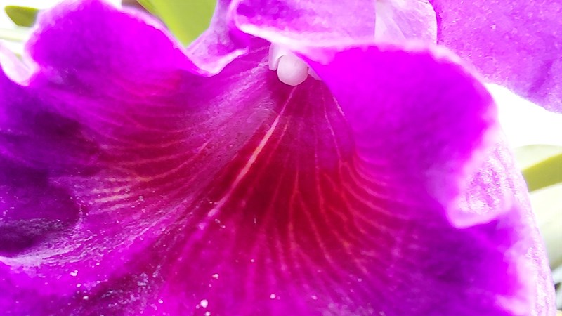 Ảnh chụp từ camera galaxy a52s 5g Ảnh chụp từ camera galaxy a52s 5g