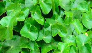 Centella Asiatica là chất gì? Có công dụng gì cho da?