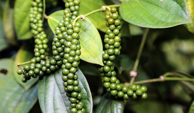 Giá tiêu hôm nay 04/10/2021: Dao động trong khoảng 78.000 - 82.000 đồng/kg