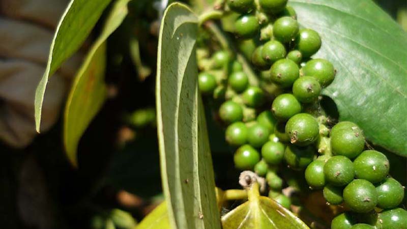 Giá tiêu hôm nay tăng nhẹ giao dịch ở mức từ 78.000 - 82.000 đồng/kg