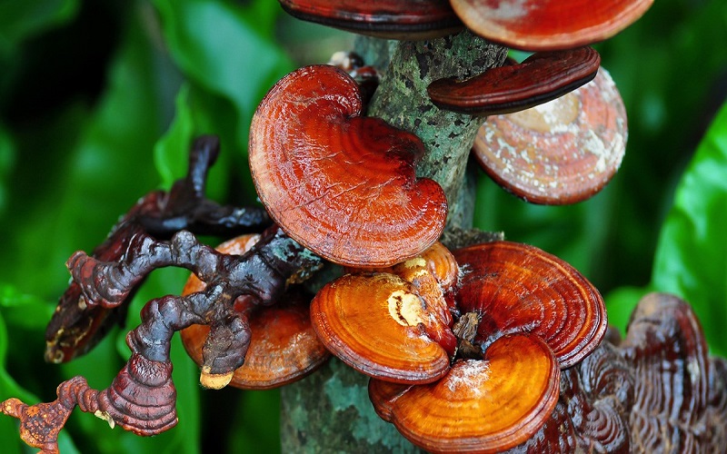 What is Ganoderma lucidum? Effects and how to use Ganoderma effectively