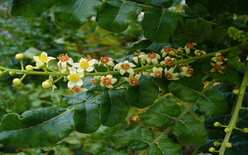 Tinh dầu hương trầm được chiết xuất từ ​​nhựa của cây Boswellia Carterii